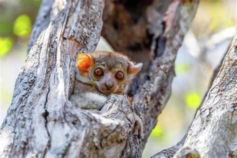 Small Night Sportive Lemur Madagascar Wildlife Photograph By Artush