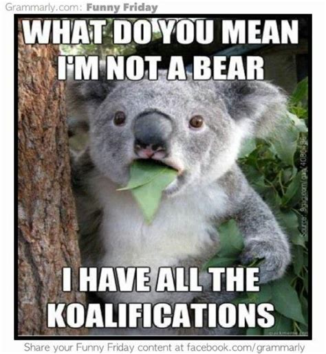A Koala Bear Sitting On Top Of A Tree With Leaves In Its Mouth And