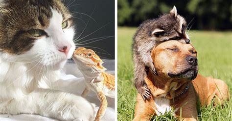 19 Unlikely Animal Friendships That Will Warm Your Heart Pulptastic
