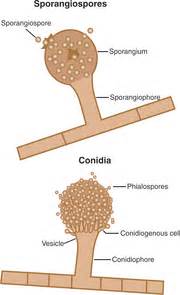 The fungi develop conidia like spermatia. Introduction to Veterinary Mycology | Veterian Key