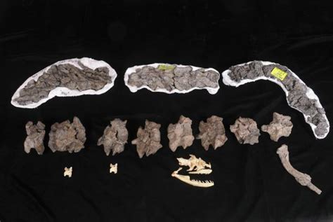 Acherontisuchus Guajiraensis Prehistoric Giant Crocodile Versus The