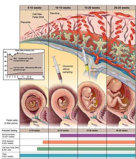 Study Reveals Non Invasive Prenatal Genetic Test Is Accurate Five Weeks