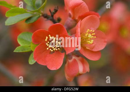 Japanese Quince Stock Photo Alamy
