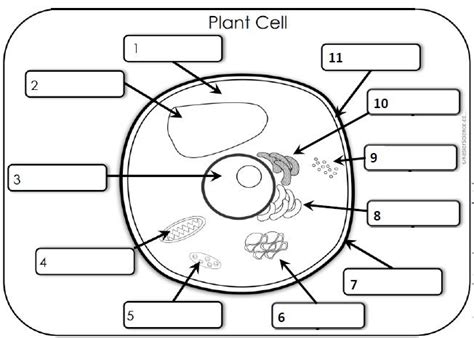 Plant Cell Organelles And Their Functions Diagram Quizlet