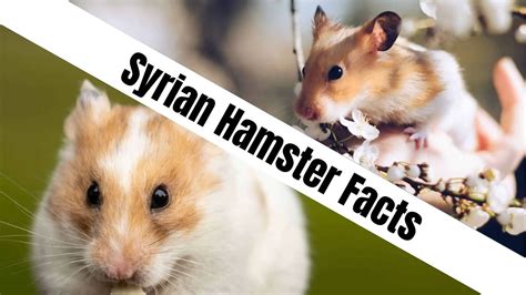 Syrian Hamster Facts 22 Fun Facts About Syrian Hamsters Naturefaq