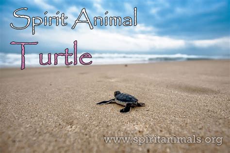 Turtle Spirit Animal Power And Totem Symbolism Spirit Animals