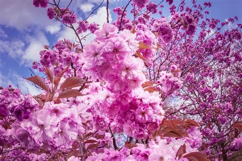 Pink Cherry Blossoms Sakura Cherry Flowers Hd Wallpaper Wallpaper