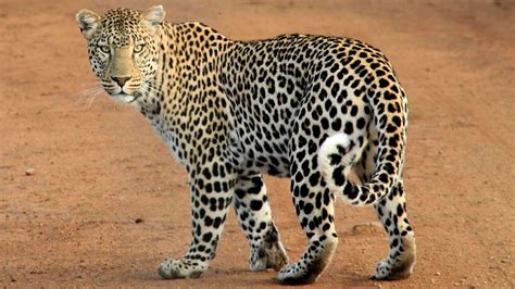 Leopard Fact Sheet Blog Nature Pbs
