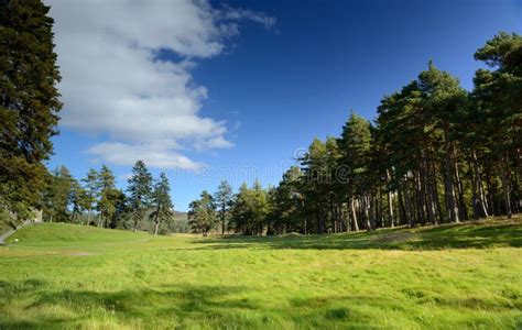 Beautiful Meadow With A Pine Tree Stock Photo Image Of Scenery Pine