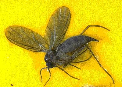 Had bed bugs once in my chair (called in the exterminator, pestmasters, once) and 2 months back i called the same exterminator because i had bed bugs on my anyway does anyone know a better pest control company for this problem? Pest Control Library: Other Pests - Turner Pest Control