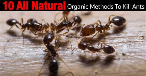 Therefore, whenever you experience any issue with your plumbing, you can try out the remedies mentioned above. Natural non-toxic ways to get rid of ants...Ants, no ...