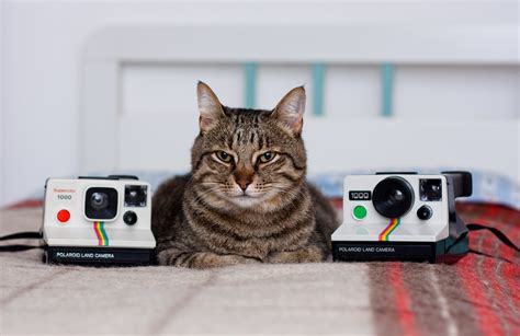 Cats And Classic Cameras Flickr