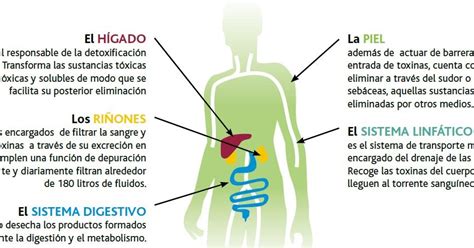 Alexpersonaltraining Los órganos De Detoxificación Y Eliminación