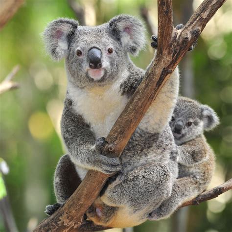 Koalas Wallpapers Wallpaper Cave