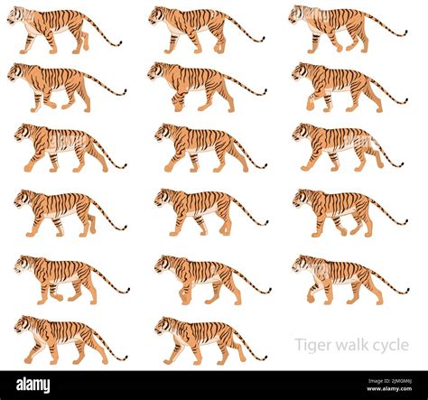 A Vector Design Of Striped Tiger Walk Cycle Animation Keyframes On