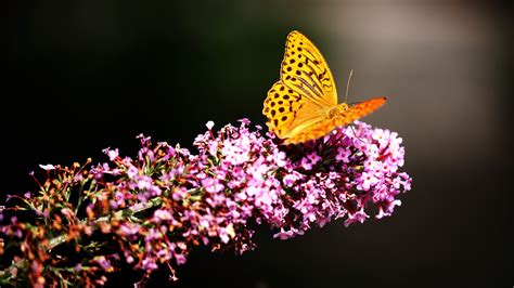 1709 Free Yellow Butterfly Picture Rare Gallery Hd Wallpapers