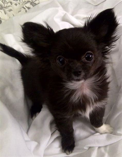 Chihuahua Long Hair Black And White Pets Lovers