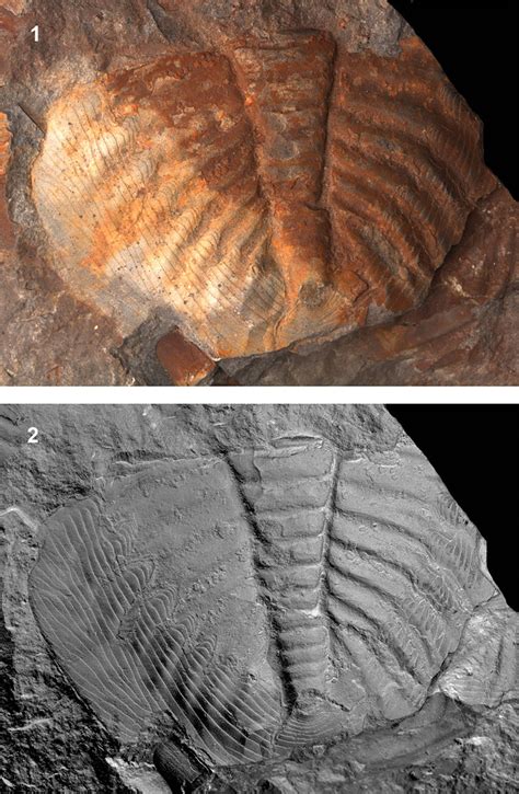 Virtual Whitening Of Fossils Figures