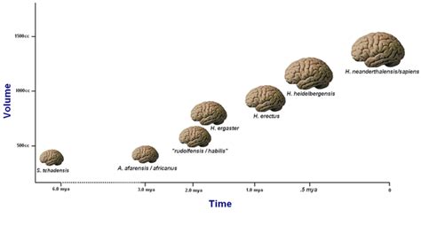 Increase In Brain Size Language Evolution Biocultural Evolution
