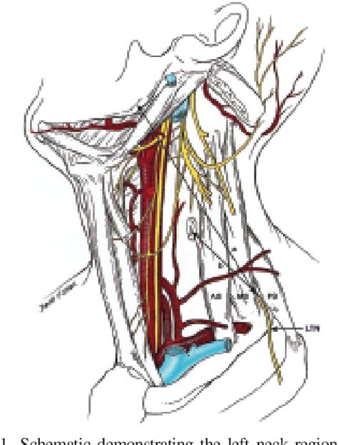 Structure Of Long Thoracic Nerve Semantic Scholar