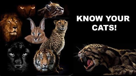Top 12 Deadly Wild Cats Species Of Cats Rare Wild Cats For Kids