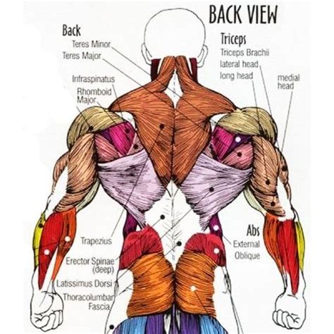 Back Workout Routine For Muscle Mass Muscle Anatomy Human Body