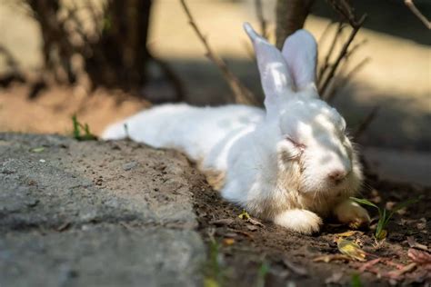 Can Pet Rabbits Handle Hot Weather Simplyrabbits Rabbit Care
