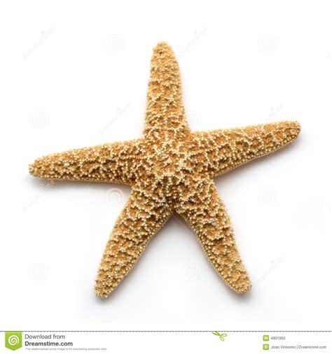 Sea Star Stock Photo Image Of Bumpy Background Mollusca