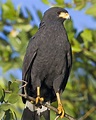 Common Black Hawk | Black hawk bird, Hawk bird, Black hawk