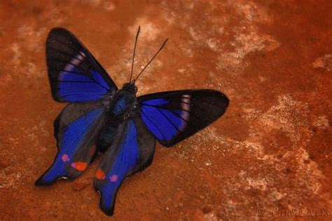 Periander Metalmark Rhetus Periander Blue Morpho Butterfly