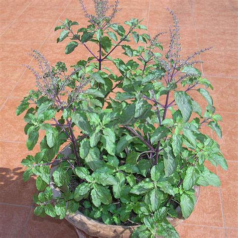 Tulsi Plants Packaging Type Pot Rs 10 Piece Dhruvi Rose Nursery