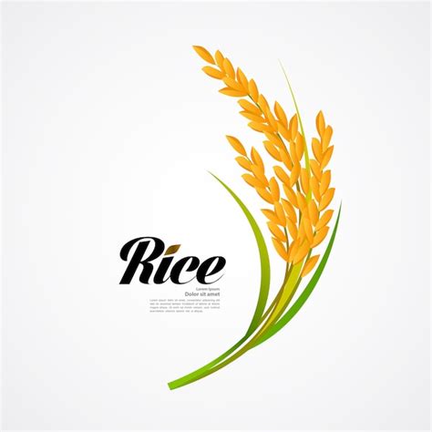 Rice Plant Vectors And Illustrations For Free Download Freepik