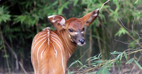 Bongo Birth Provides Boost For Critically Endangered Species Taronga