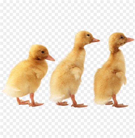 Free Download Hd Png 3 Little Cute Ducklings Png Images Background