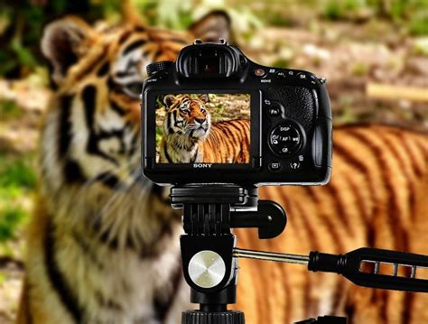 Best Wildlife Camera Under 1000