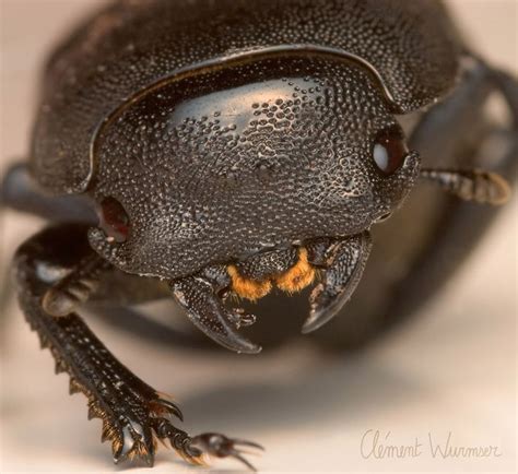 Macrophotography Clément Wurmser Photo Of Beetles Ladybugs Beetles