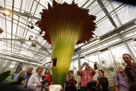Roy mathew, a former editor at. Smelliest corpse flower blooms in Adelaide's Mount Lofty ...