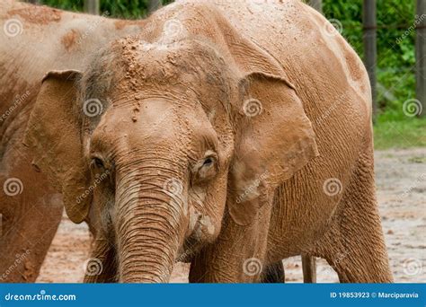 Baby Pygmy Elephant Stock Photos Image 19853923