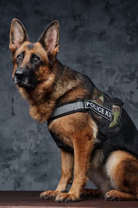 Police German Shepherd Dressed In Police Uniform Stock Photo Image Of