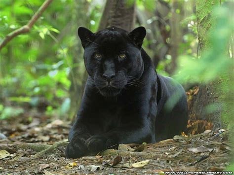 Black Panther Best Beauty Animal