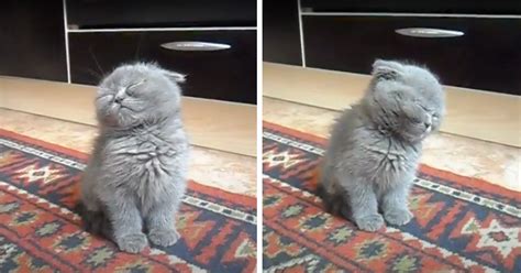 Kitten Falls Asleep While Sitting And Its So Adorable