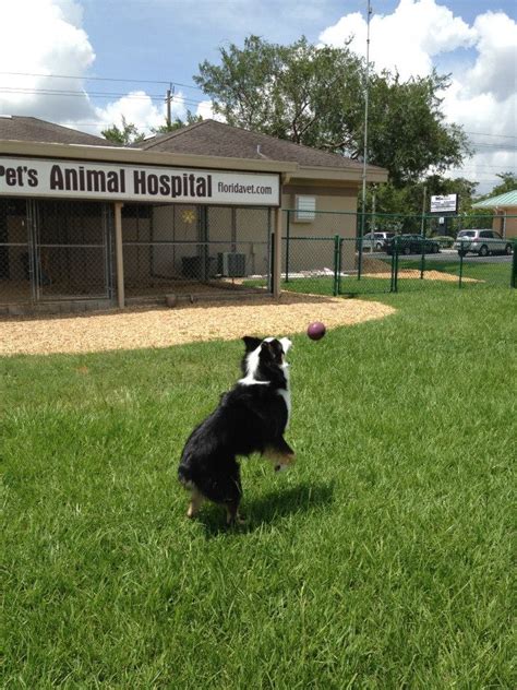 Welcome to lakeland veterinary hospital. Boarding - Photos | My Pet's Animal Hospital - Lakeland, FL