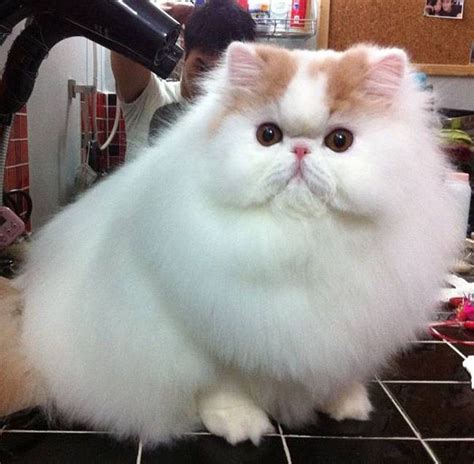 5 Gorgeous Fluffy Cats That Live The Good Life Pet Radio