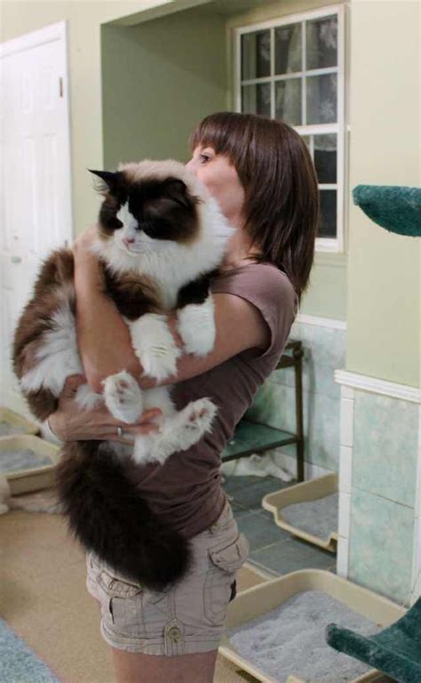 Giant Ragdoll Cat The Gentle Giant Of Domestic Cats What S Cats