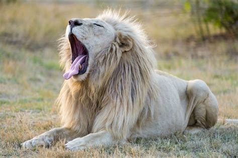 Funnywildlife Lion Pictures White Lion Lion Facts