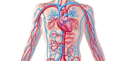 Pinching of spinal nerves and blood vessels, causes, treatment