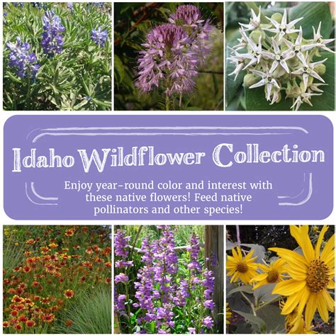 Idaho Wildflower Seed Collection Snake River Seed Cooperative