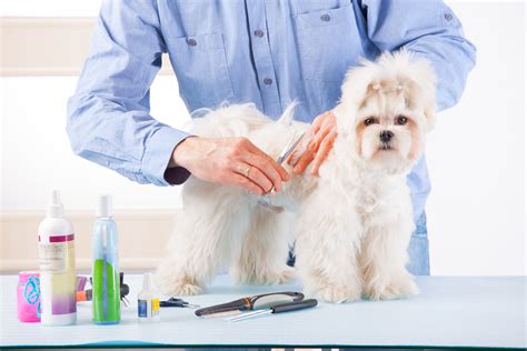 Building A Successful Pet Grooming Business Smartguy