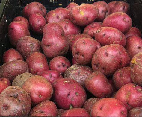 Fresh Red Potatoes Free Stock Photo Public Domain Pictures