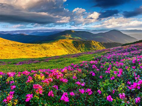 Spring Mountain Landscape Flowers Purple Colored Hills With Green Grass